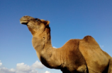 揭秘非洲骆驼体重如何适应炎热的环境