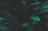 绒毛皂荚——神奇的绿色植物