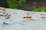 惊艳无比！蚁后图片展示中国昆虫界的统治者