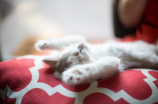 面包房里的猫——日本网友最爱的萌宠