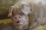 实践证明，新式养猪场是提高猪养殖效益的有效途径